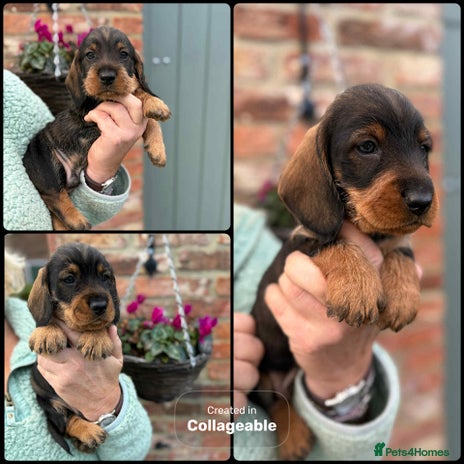 Dachshund dogs - Advert 2