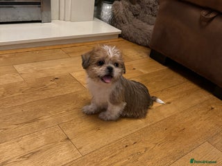 Shih Tzu dogs gorgeous male puppy for sale - Advert 3