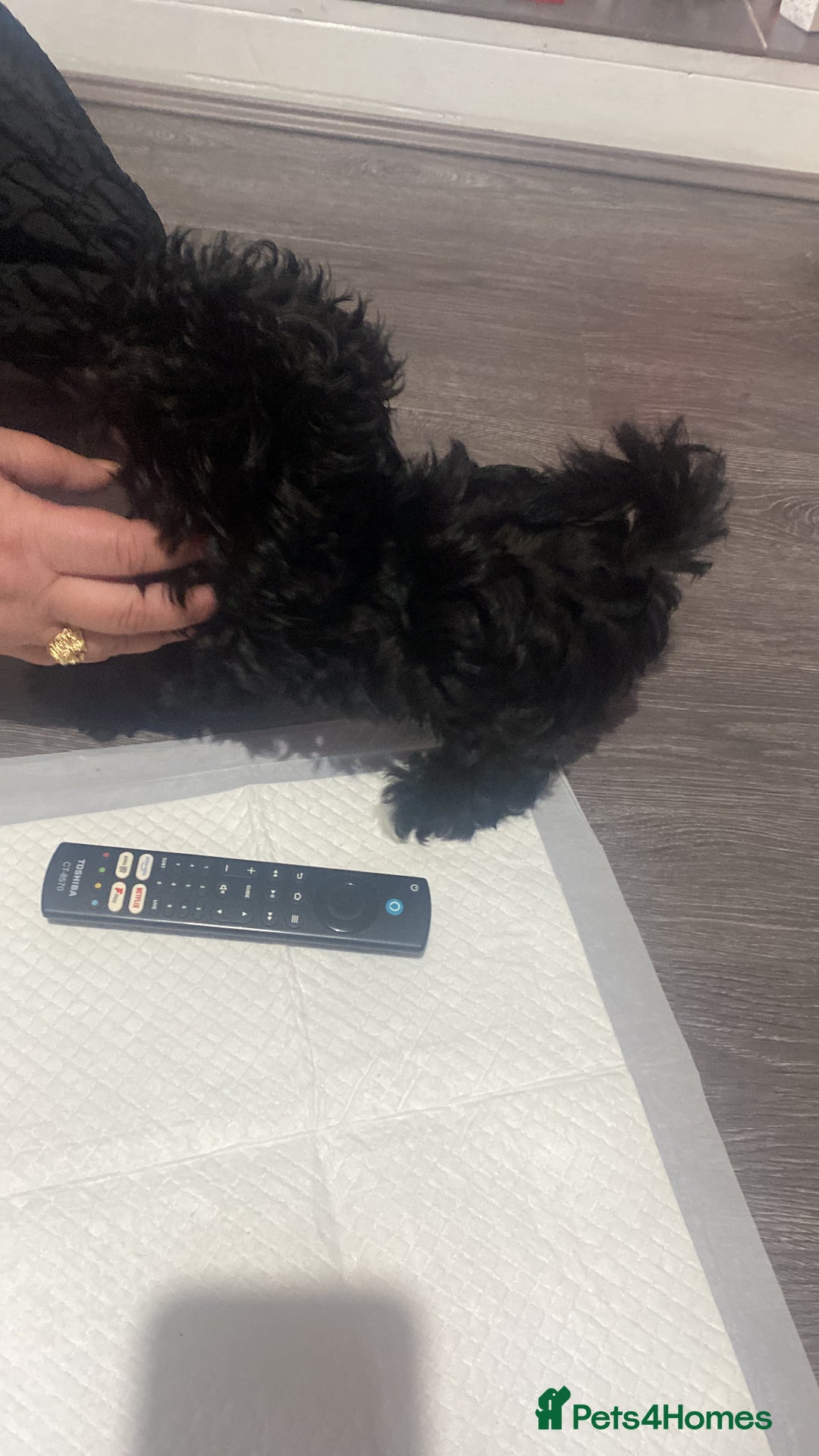 Maltipoo dogs for sale: Rare micro toy teddyface Korean/Asian maltipoos😍 - Advert 3