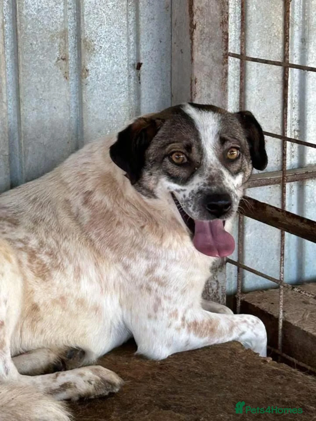 Mixed Breed dogs for adoption: Sherbet - Norwich Norfolk  in Norwich - Advert 12