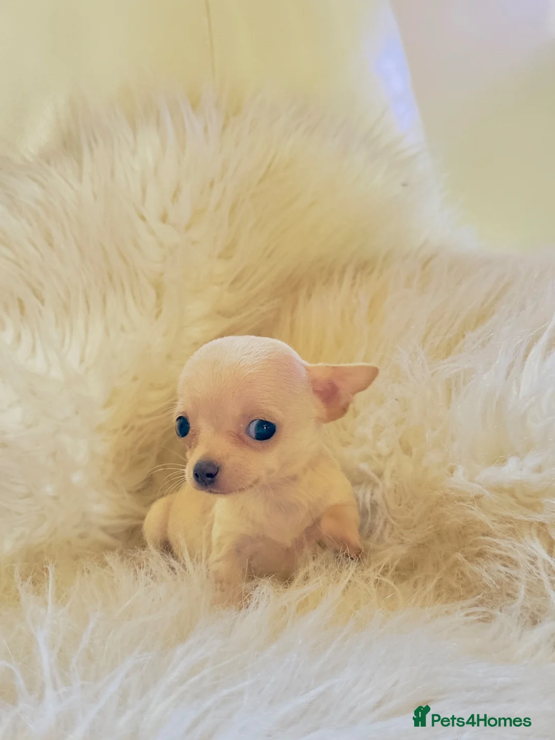 Chihuahua dogs for sale: 3 Male Extra Extra Small Chihuahua pups - Advert 2