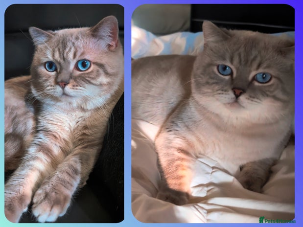 British Shorthair cats ๐Proven STUD ๐ฆBSH Colourpoint King TICA/GCCF in London - Advert 6