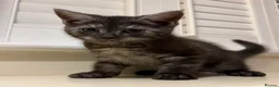 Mixed Breed cats for sale: 3 Dark grey mixed persian chinchilla kittens - Advert 15