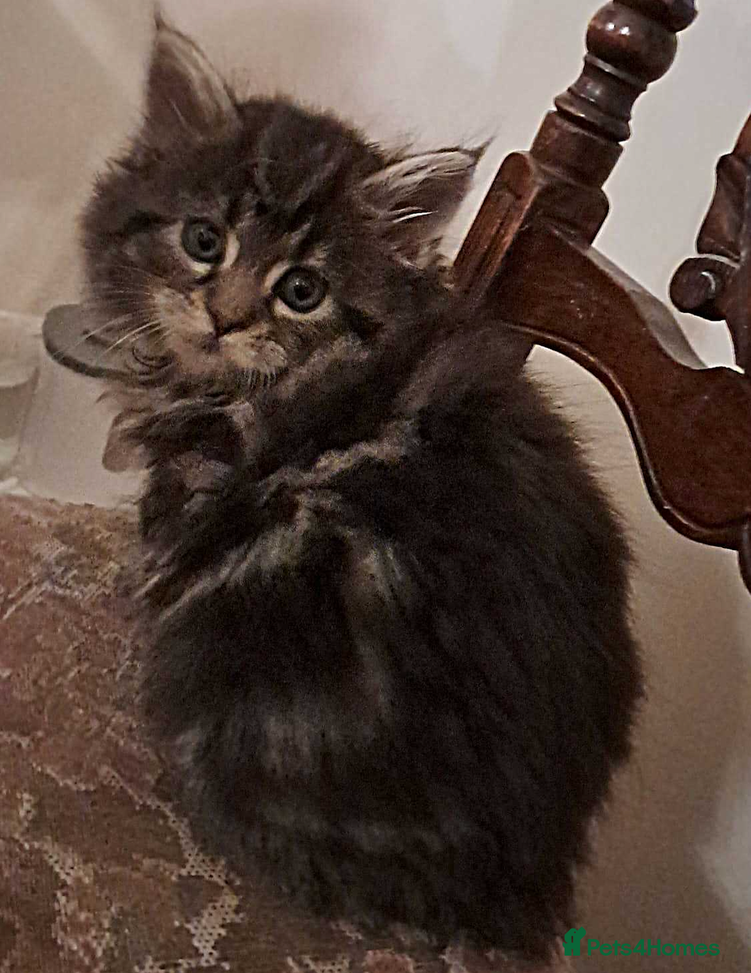 Mixed Breed cats for sale: Maine Coon cross Norwegian kittens - Image 2