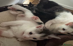 Mixed Breed cats for sale: Beautiful mixed breed kittens - Image 11