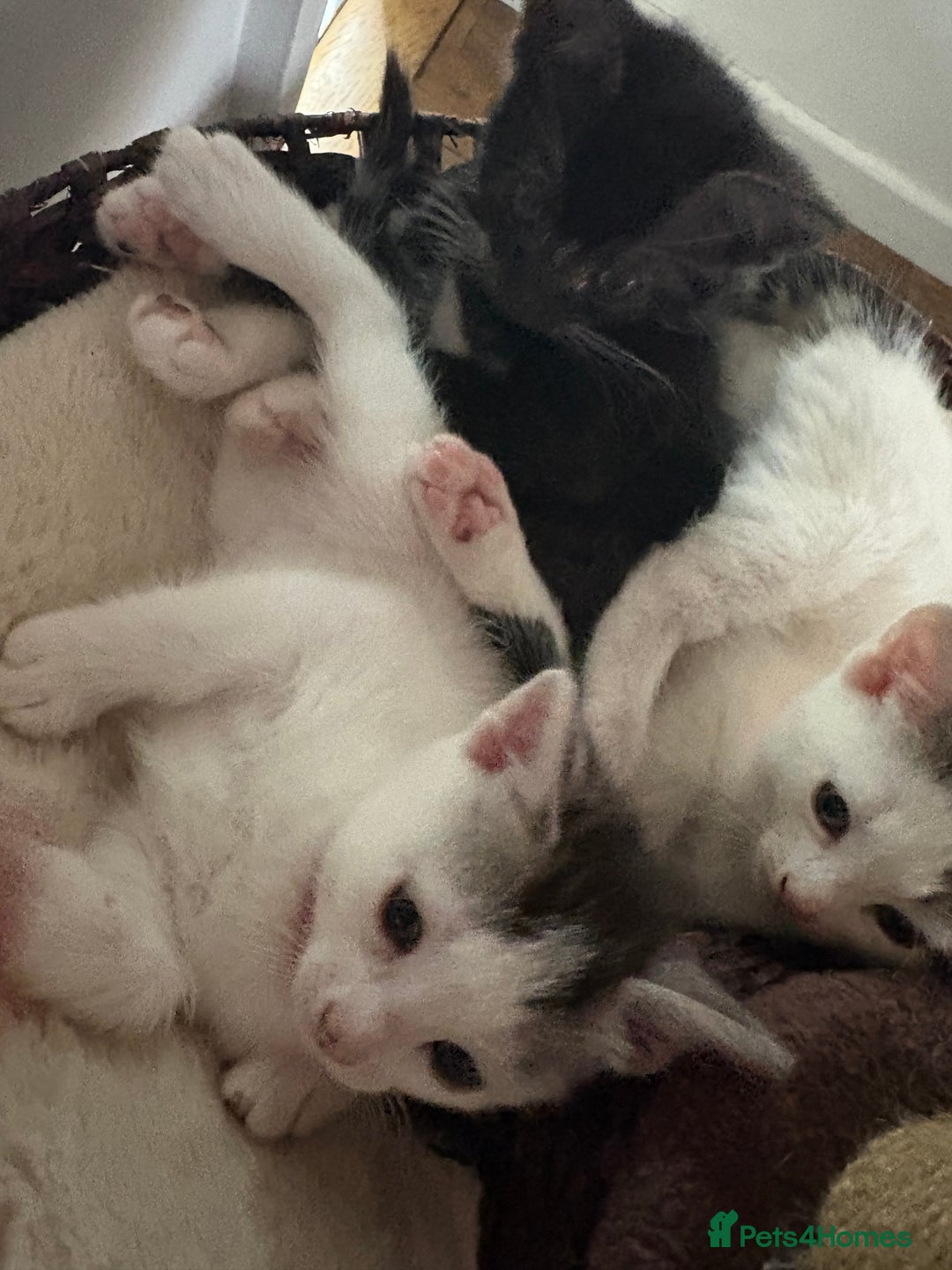 Mixed Breed cats for sale: Beautiful mixed breed kittens - Image 11