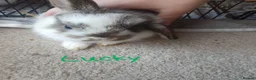 Mini Lop rabbits for sale: Baby Bunnies - very tame! in Malvern - Advert 4