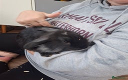 Lionhead rabbits for sale: Male lionhead for sale - Image 4