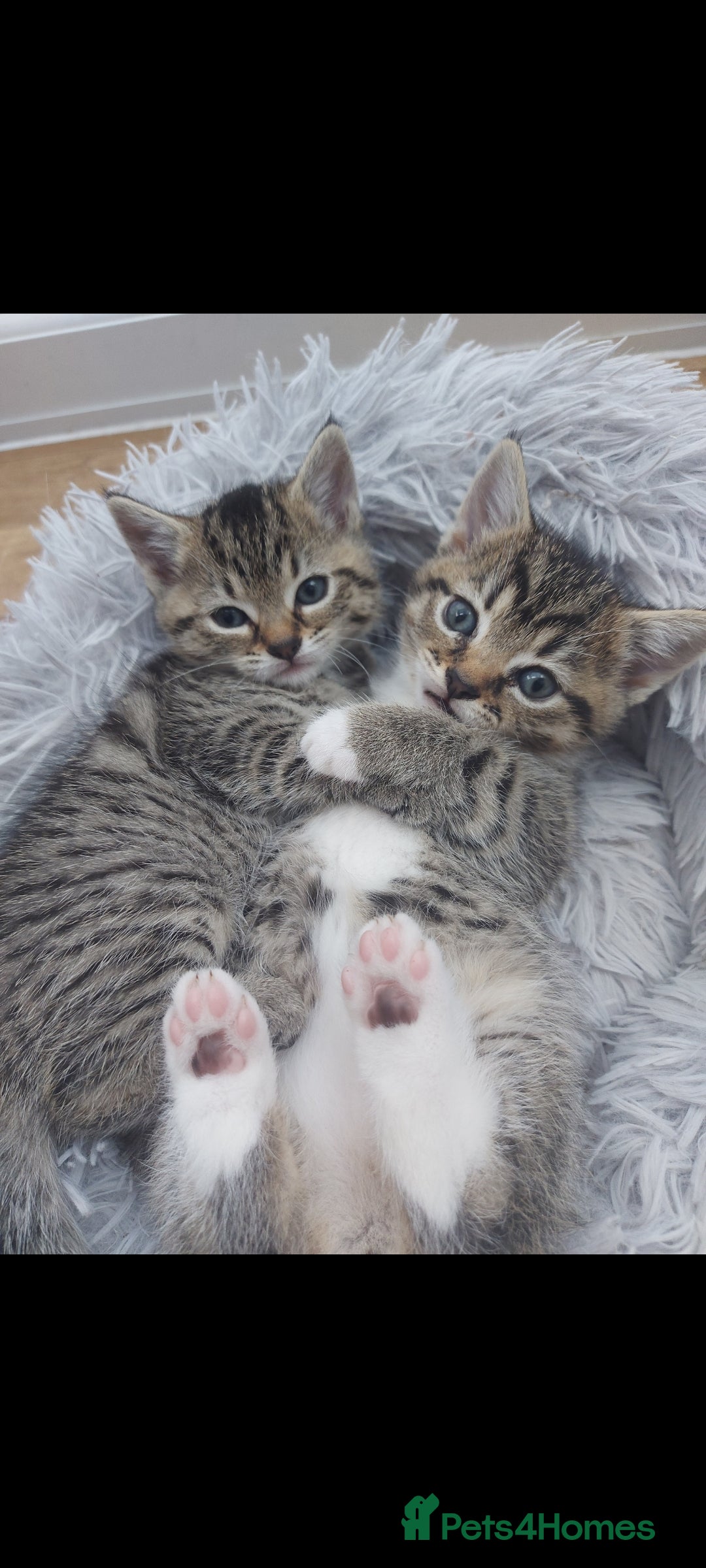 Mixed Breed cats for sale: Beautiful kittens 🥰 - Advert 7