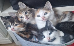 Mixed Breed cats for sale: 4 gorgeous kittens ready to leave - Image 1