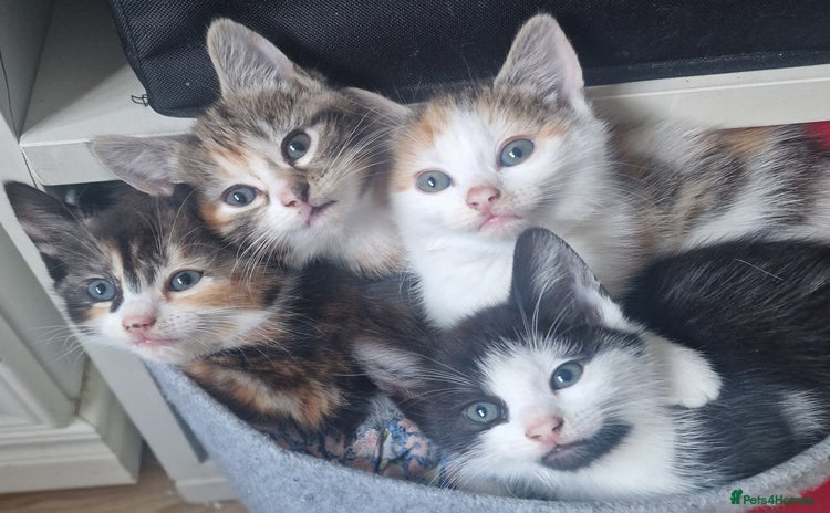 Mixed Breed cats - Advert 15
