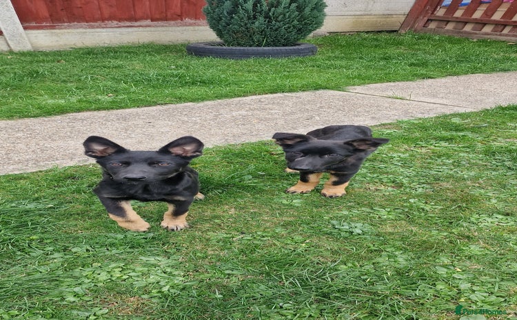 German Shepherd dogs - Advert 18