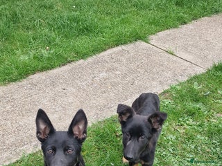 German Shepherd dogs - Advert 31