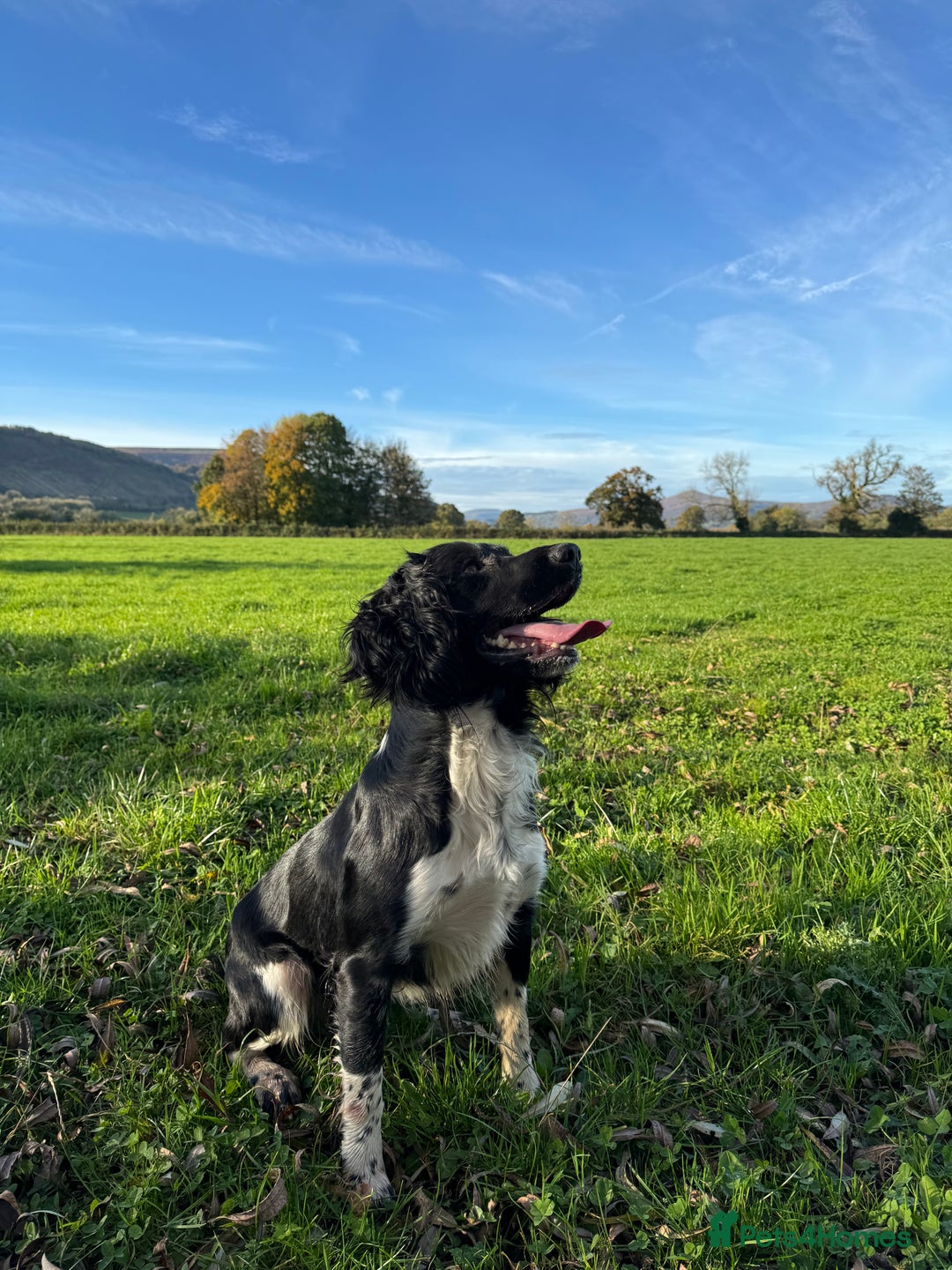English Springer Spaniel dogs for stud: KCRegistered Working English Springer Spaniel Stud - Advert 6