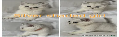 Silver tabby girl (orange collar)