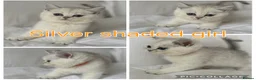 British Shorthair cats for sale: Silver GCCF British shorthairs girls - Advert 14