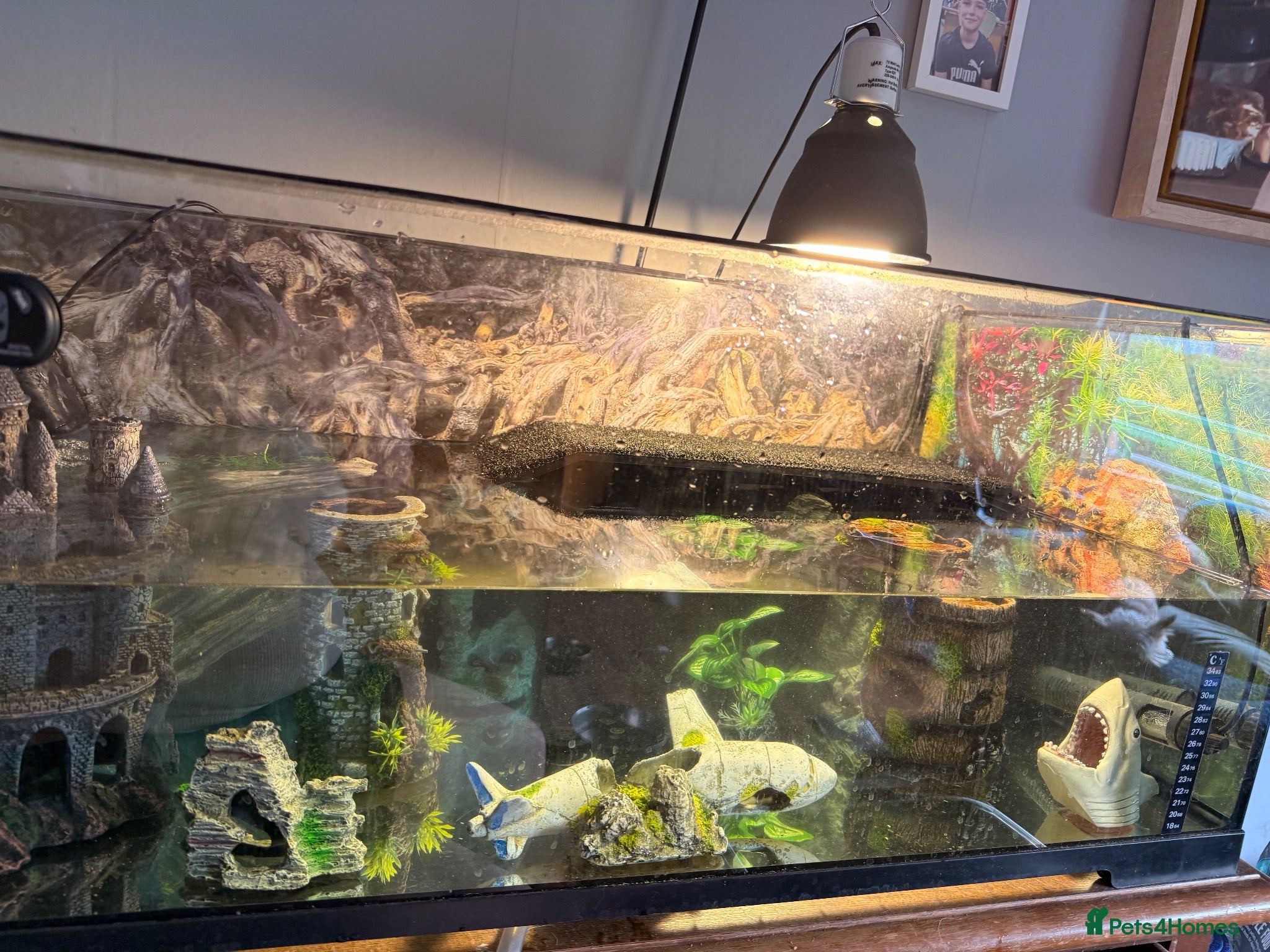 Turtle reptiles Musk turtles for sale  - Advert 2