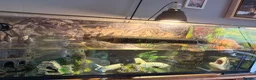 Turtle reptiles for sale: Musk turtles for sale  - Advert 1