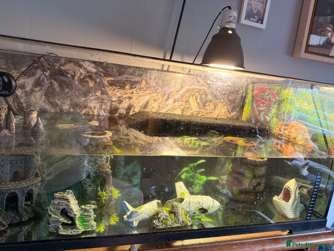 Turtle reptiles for sale: Musk turtles for sale  - Advert 1