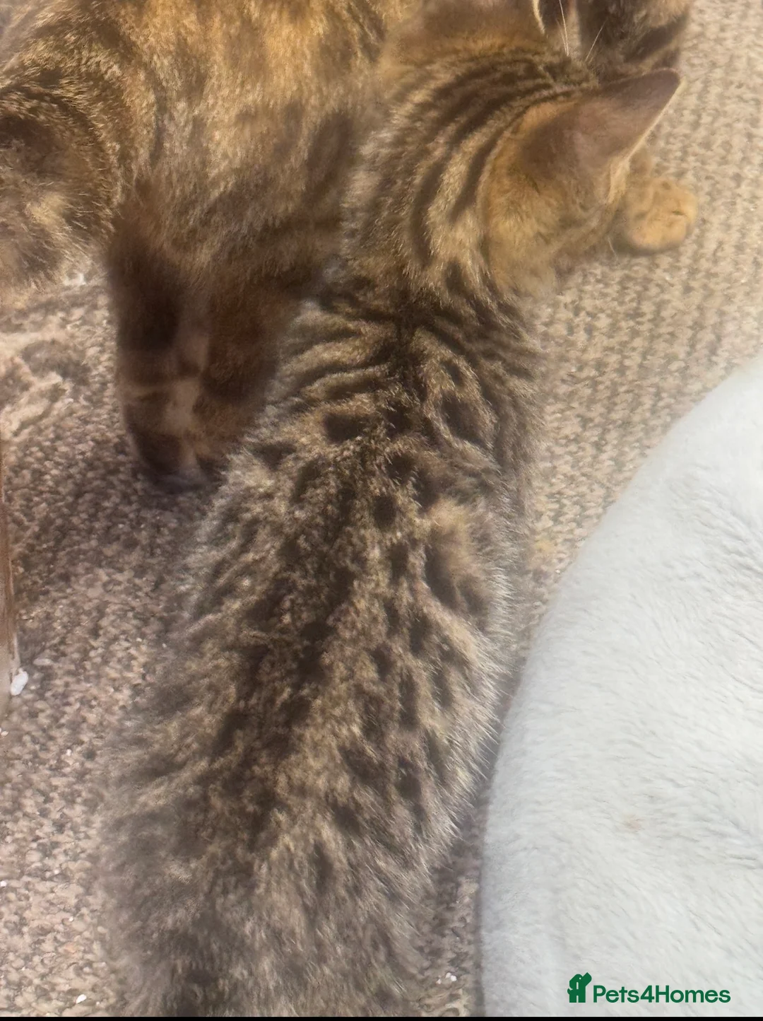 Bengal cats for sale: Bengal kittens  - Advert 2