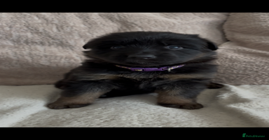 German Shepherd dogs - Advert 15