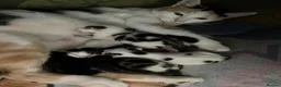 Mixed Breed cats for sale: Cute kittens - Advert 19