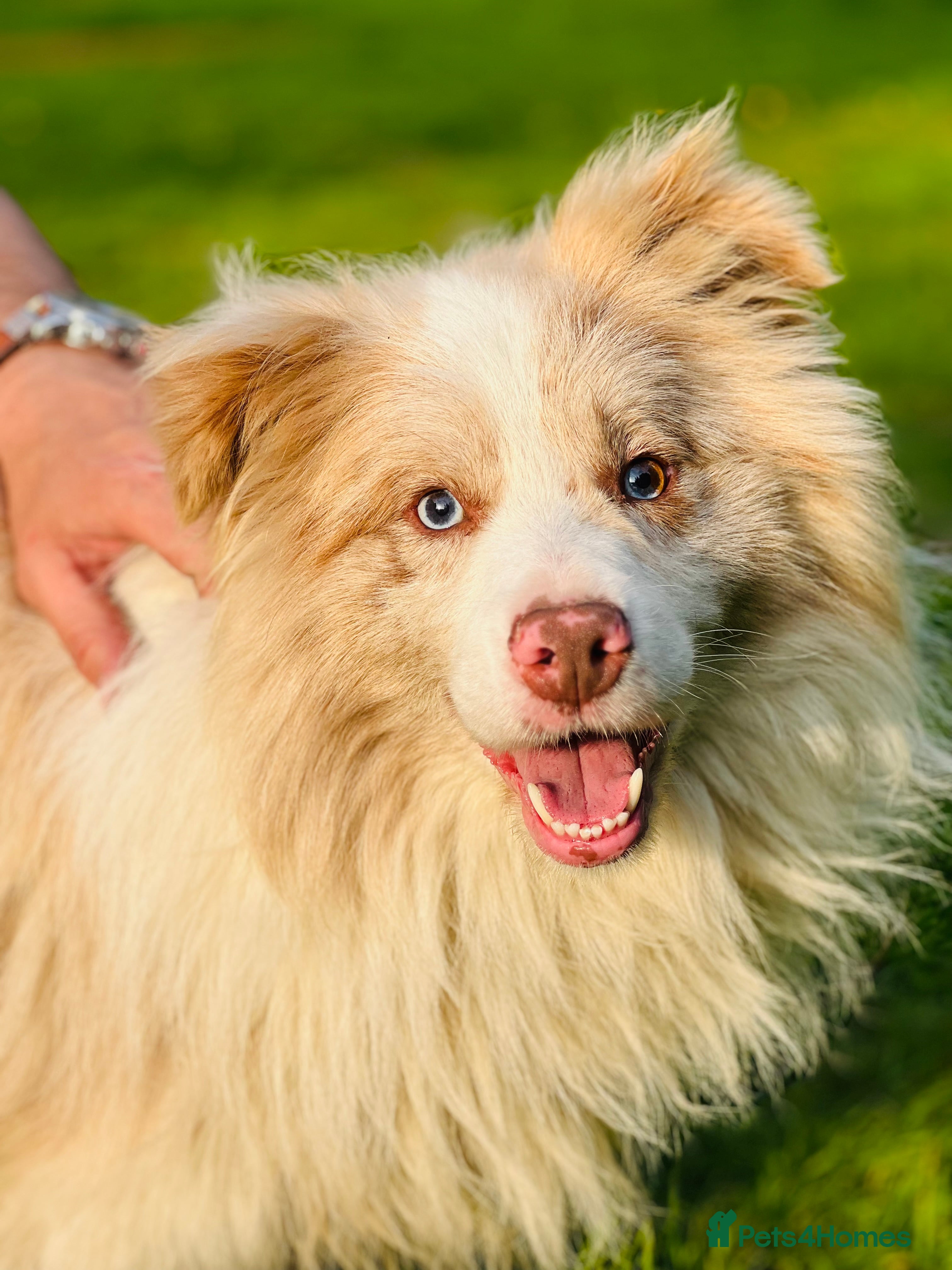 Border Collie dogs Stud KC Reg Border Collie Lilac Merle - Proven - Advert 3