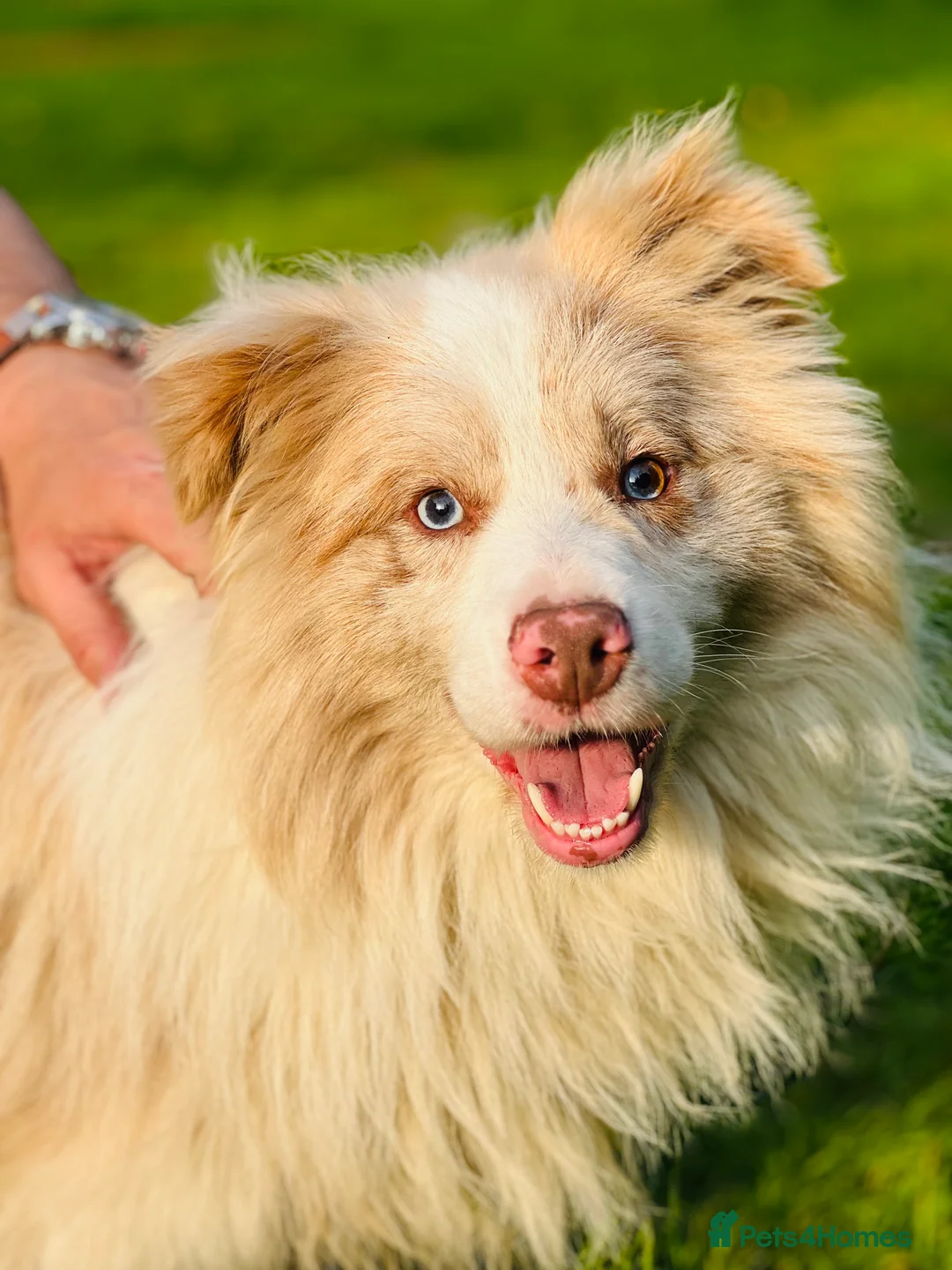 Border Collie dogs for stud: Stud KC Reg Border Collie Lilac Merle - Proven - Advert 1