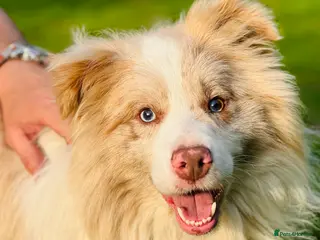 Border Collie dogs Stud KC Reg Border Collie Lilac Merle - Proven - Advert 1