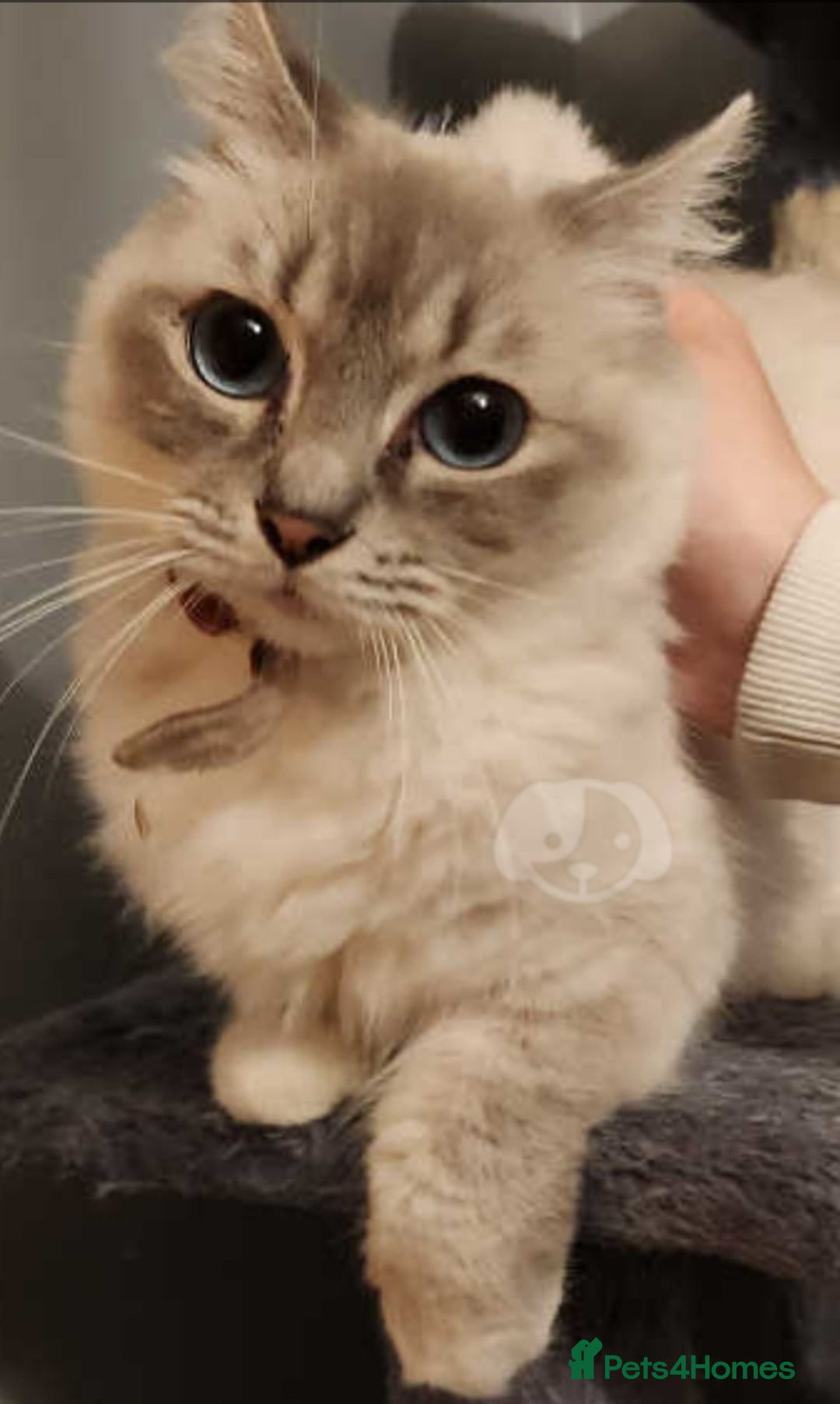 Ragdoll cats for sale: GCCF in Paisley  - Advert 9