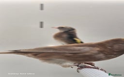 Finches birds for sale: Goldfinch greenfinch  - Image 13