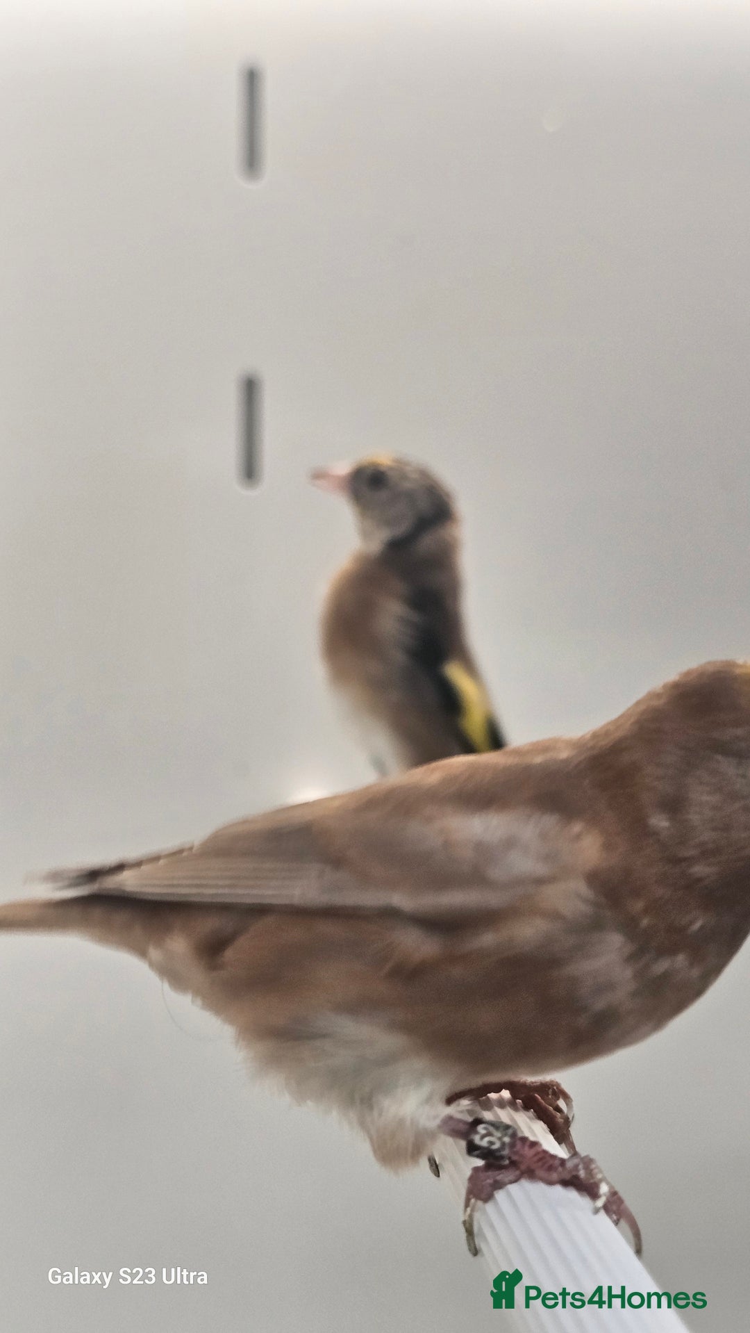 Finches birds for sale: Goldfinch greenfinch  - Image 13