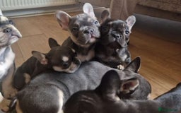 French Bulldog dogs for sale: FRENCH BULLDOG PUPPIES READY NOW!   🐾 - Image 4