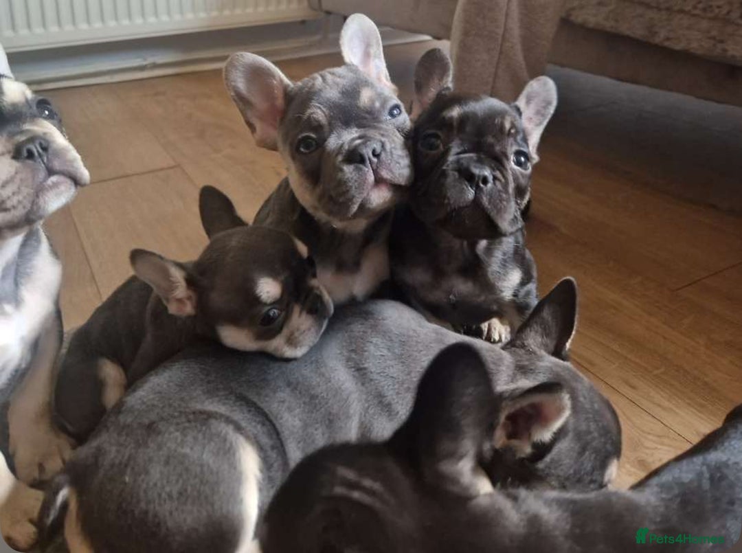 French Bulldog dogs for sale: FRENCH BULLDOG PUPPIES READY NOW!   🐾 - Image 4