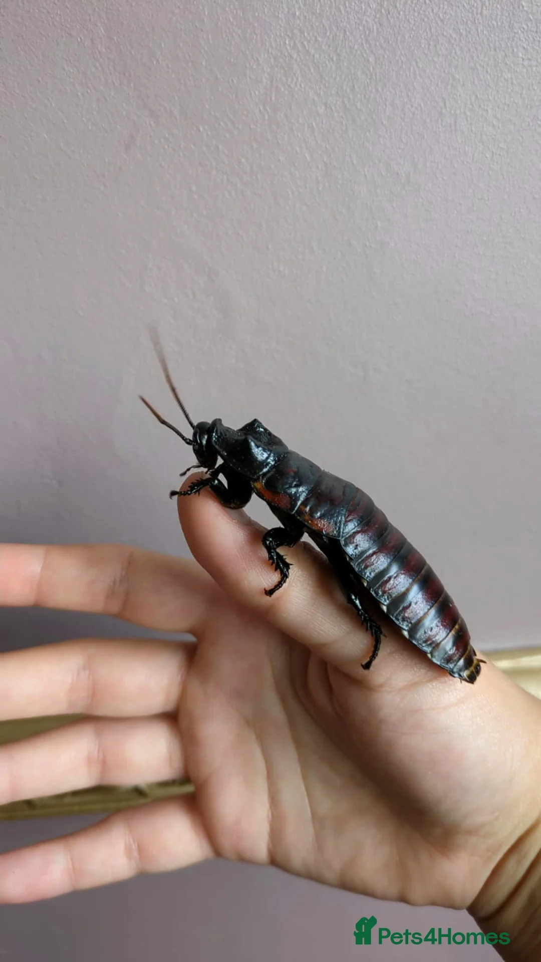 Cockroaches invertebrates for sale: Madagascan Hissing Cockroaches (hissers) - Advert 2