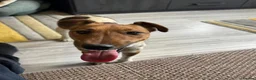 Fox Terrier dogs for adoption: Sweet William needs LOVE - Advert 5