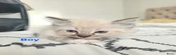 Ragdoll cats for sale: Ragdoll Lynx Point Kittens - Advert 12
