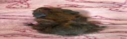 Guinea Pig rodents for sale: Two male guinea pigs.  in Rugby - Advert 2