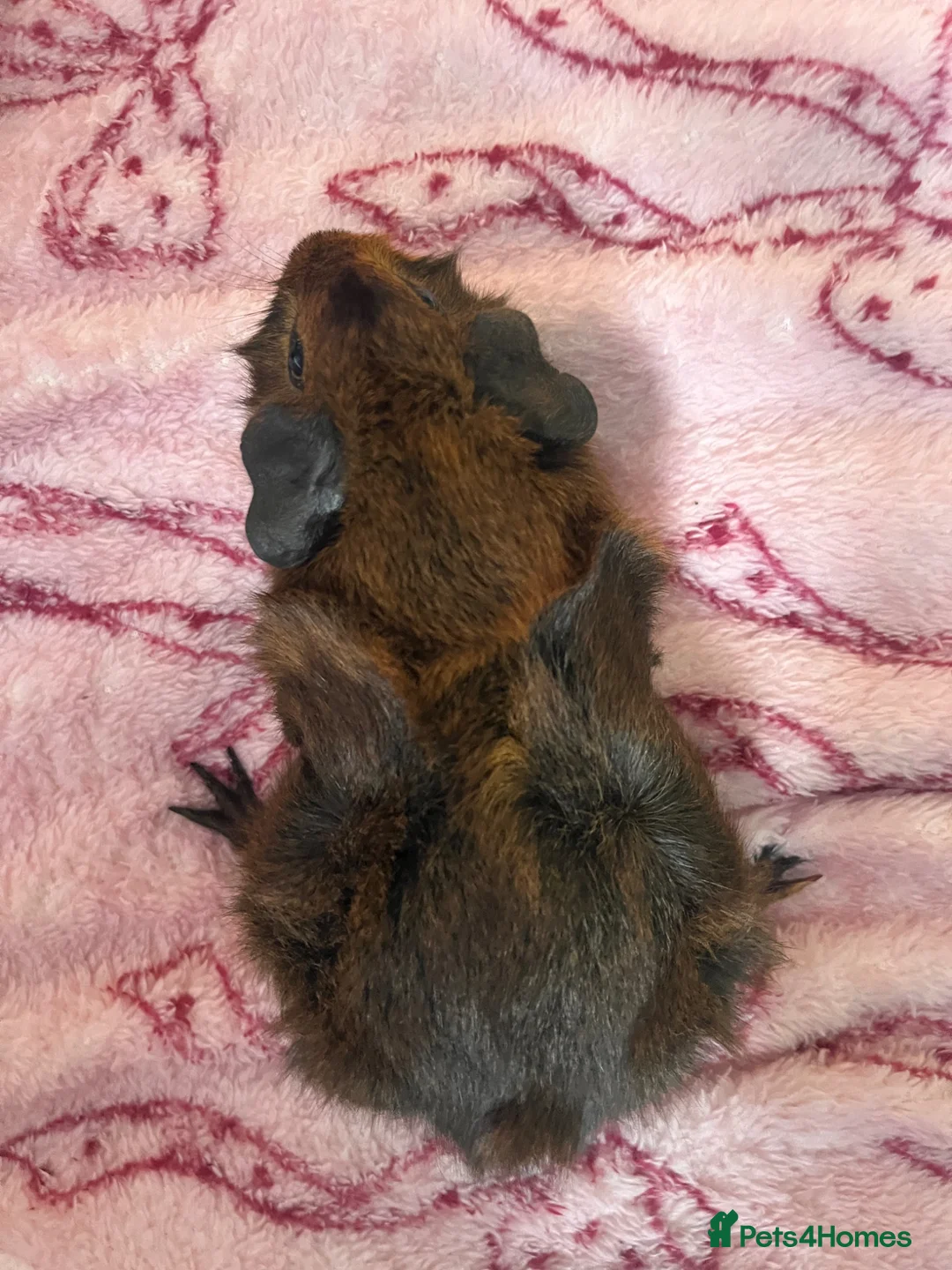 Guinea Pig rodents for sale: Two male guinea pigs.  in Rugby - Advert 2