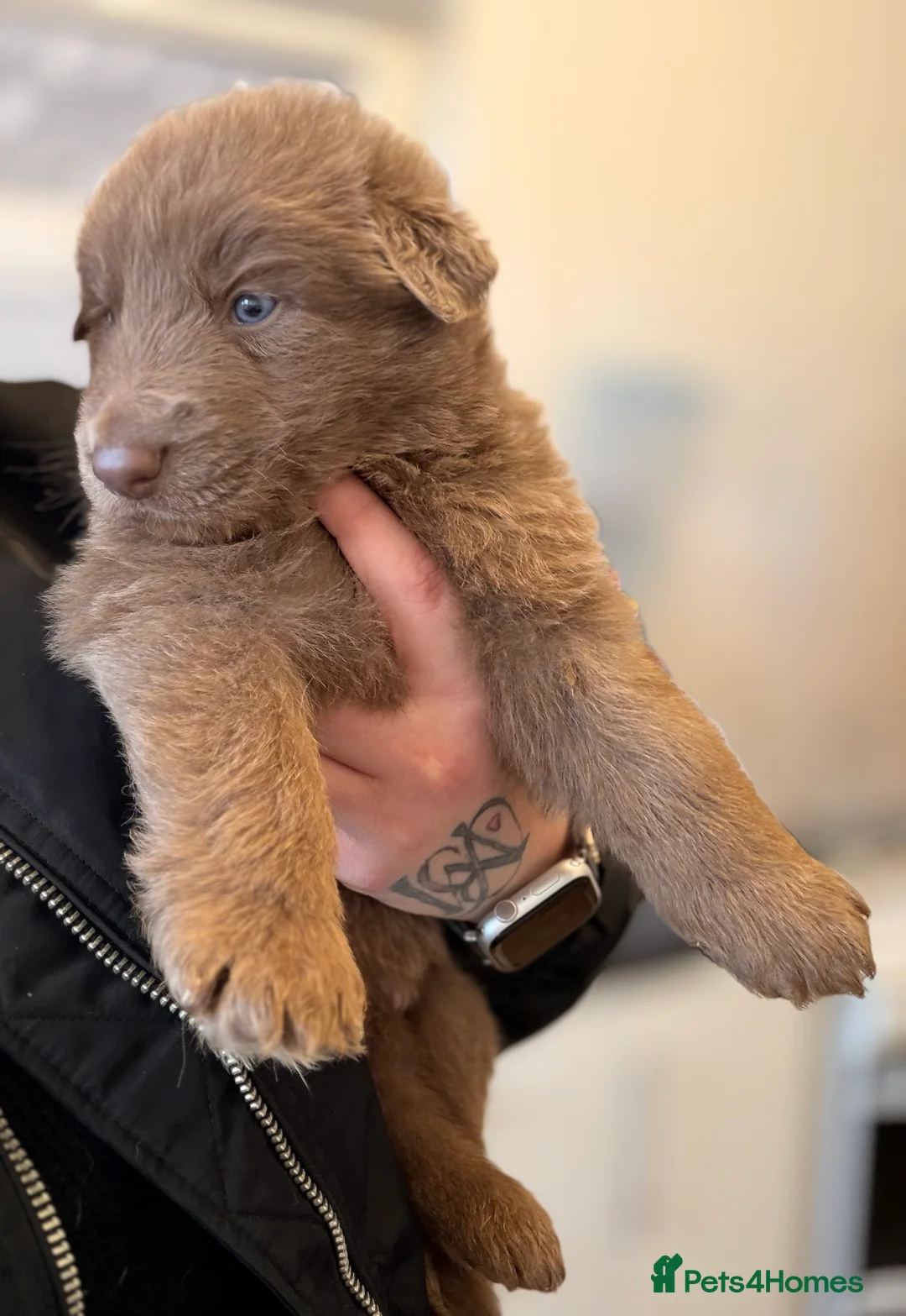 German Shepherd dogs for sale: ✨⭐️RARE German shepherd puppies⭐️✨ - Advert 5