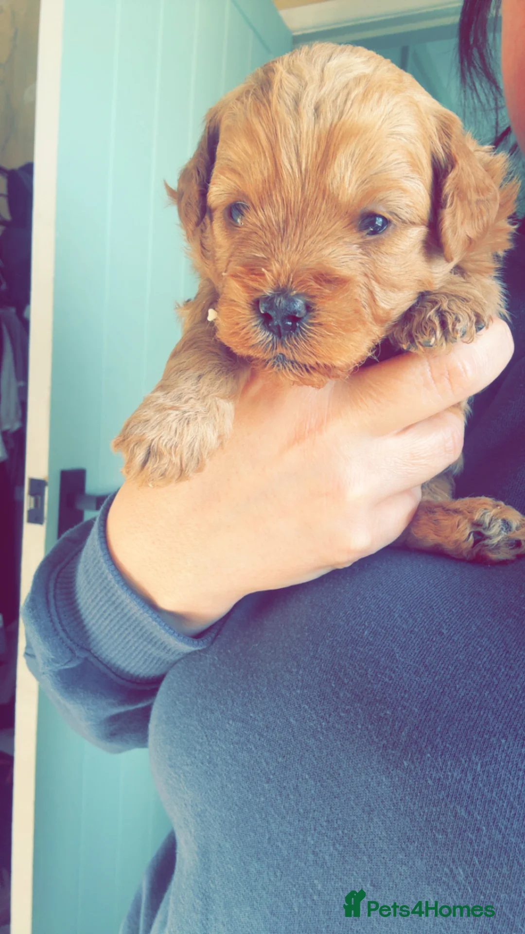 Cavapoo dogs for sale: Beautiful litter of f2 cavapoo puppies  - Advert 2