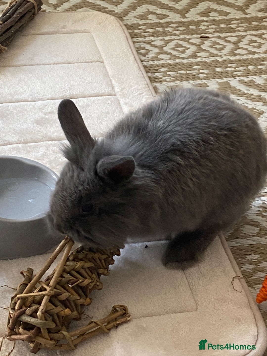 Lionhead rabbits for sale: Male Rabbit  - Advert 2