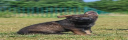 German Shepherd dogs for sale: kc reg working line GSD in Liverpool - Advert 4