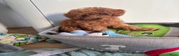 Cavapoo dogs for sale: Family Raised Cavapoo Puppies ready to Reserve!  - Advert 10