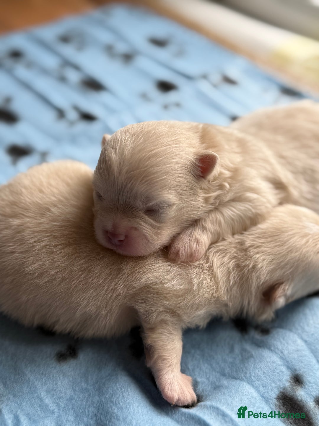 Pomeranian dogs for sale: BEAUTIFUL POMERANIAN PUPPIES  - Image 11