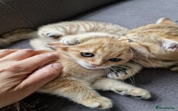 British Shorthair cats for sale: GCCF High Quality BritishShorthair last 2 left - Image 3