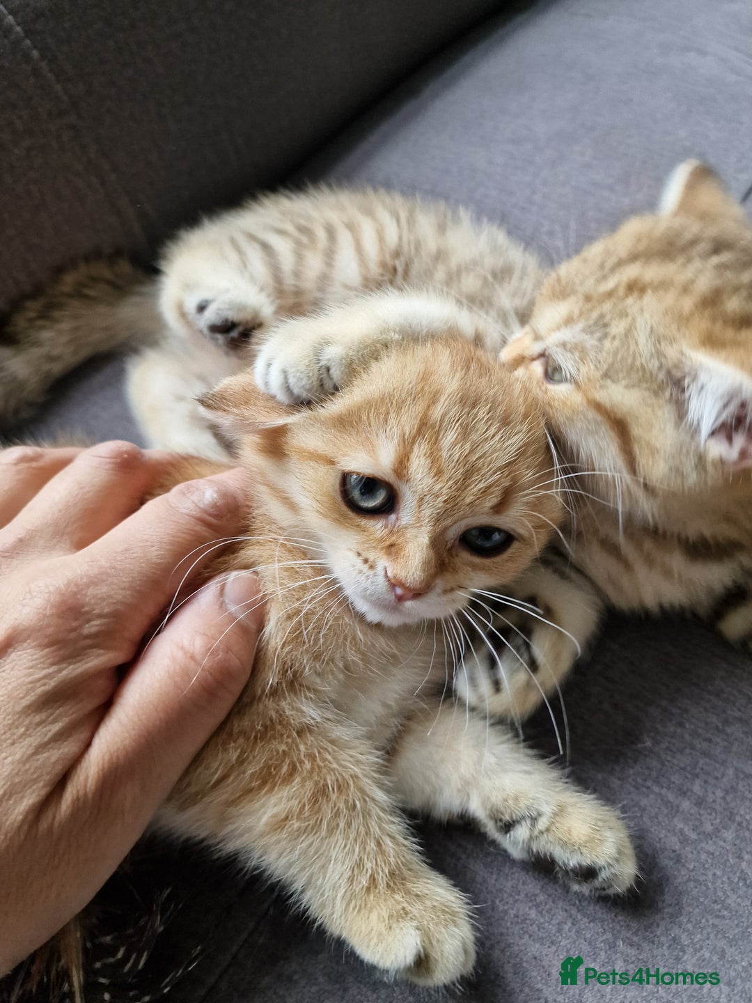 British Shorthair cats for sale: GCCF High Quality BritishShorthair last 2 left - Image 3