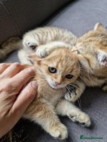 British Shorthair cats - Advert 4