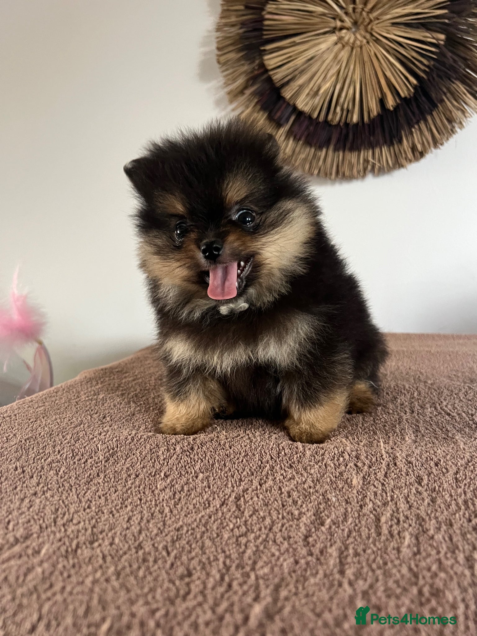 Pomeranian dogs for sale: Pomeranian Puppies Black & Tan Chocolate Sable - Advert 5