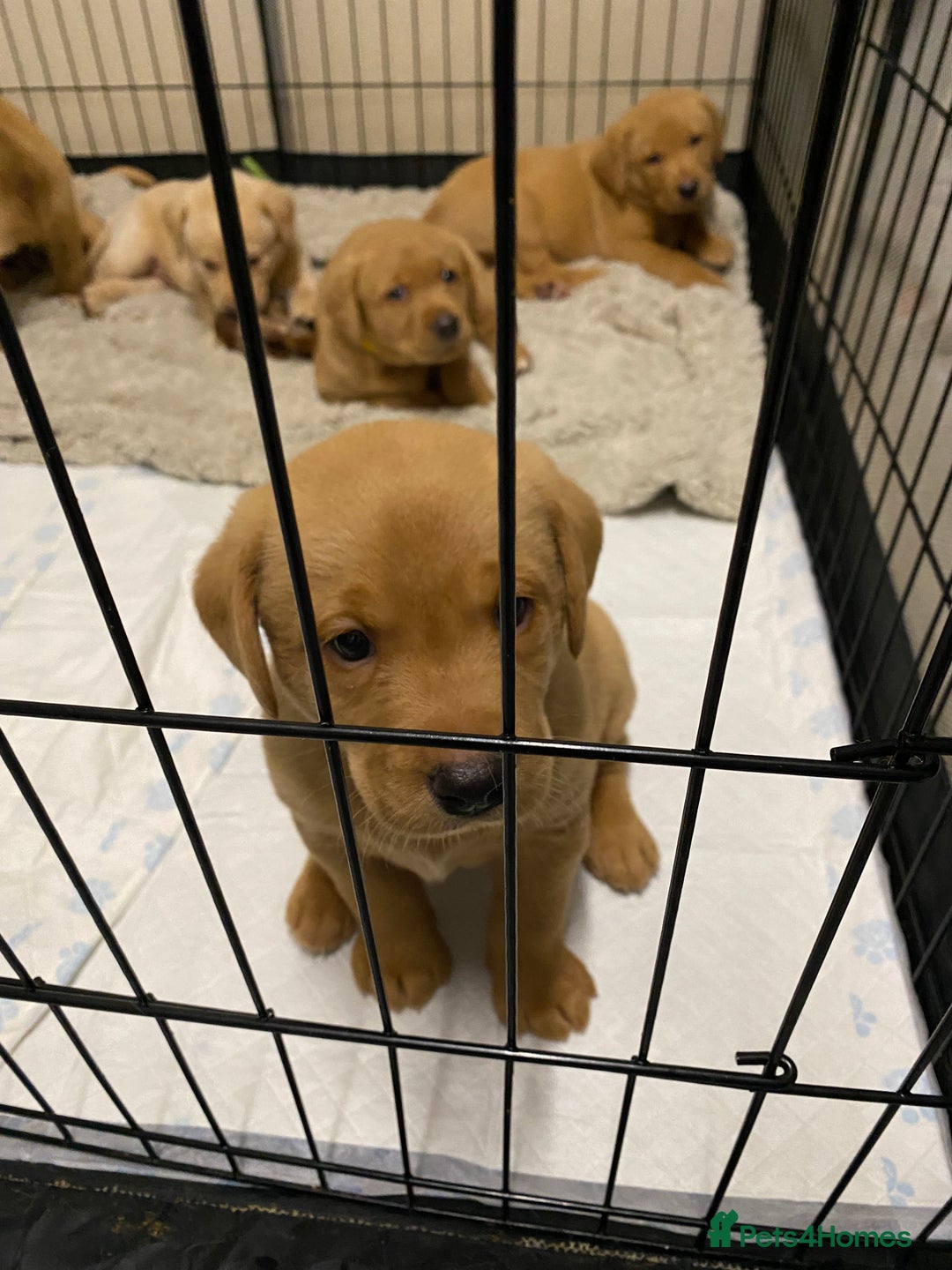 Labrador Retriever dogs for sale: Chuncky Labrador puppies - Advert 6